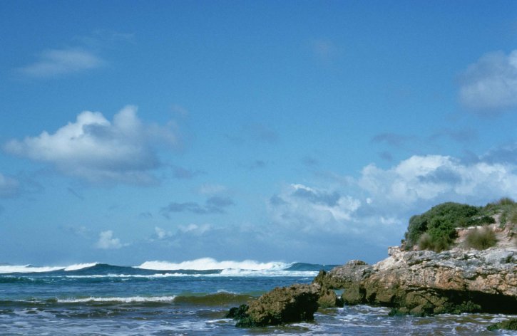 Ocean, livsmiljö, kustlinjen, känguru, island, Australien