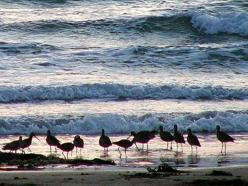 Free picture: ocean, water, beaches, birds, waves, sand, sunset