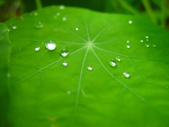 raindrops, nasturtium, leaf