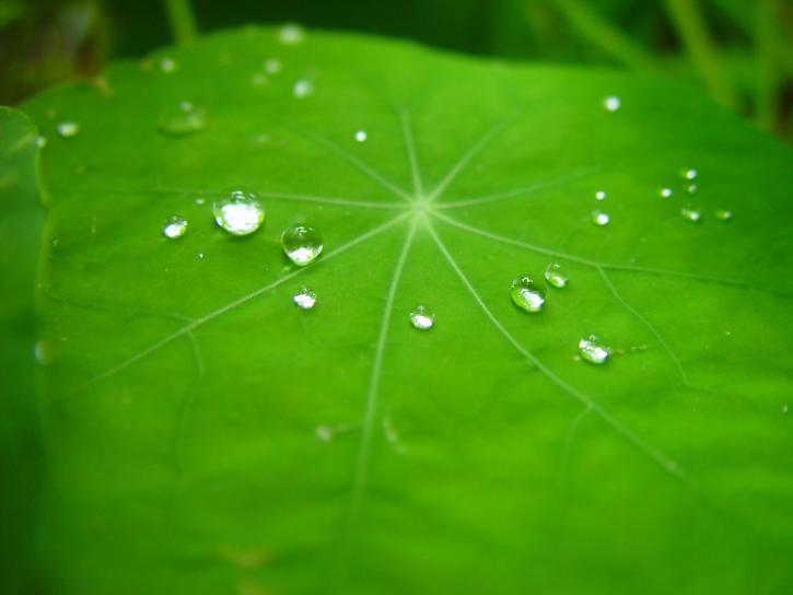 kvapky dažďa, kapucínka, leaf