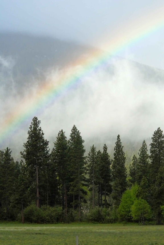 misty, rainbow, stretches, scenic, fores