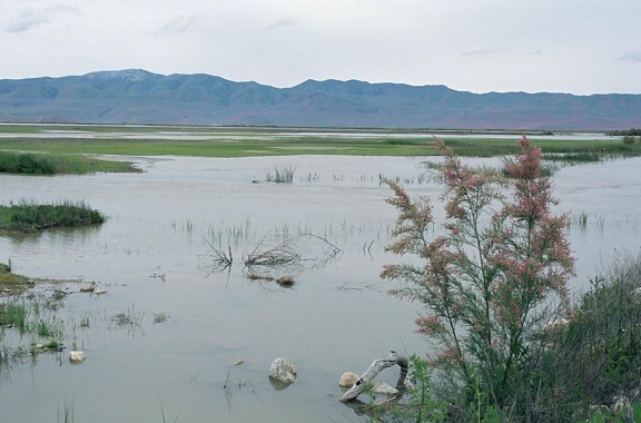 scenic, bear, river, migratory, bird, refuge, Utah