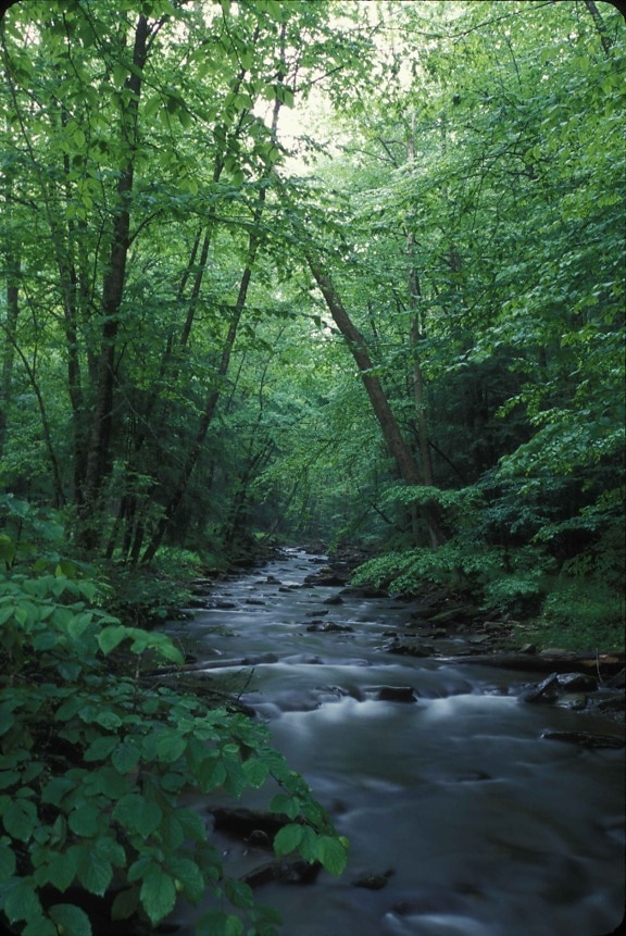 cheat, river, flowing, forested, area