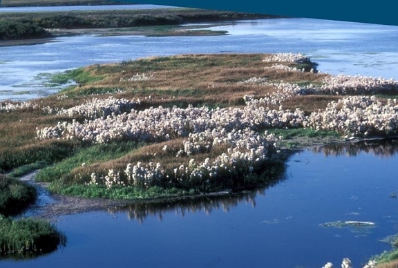 cottongrass, Selawik, sungai