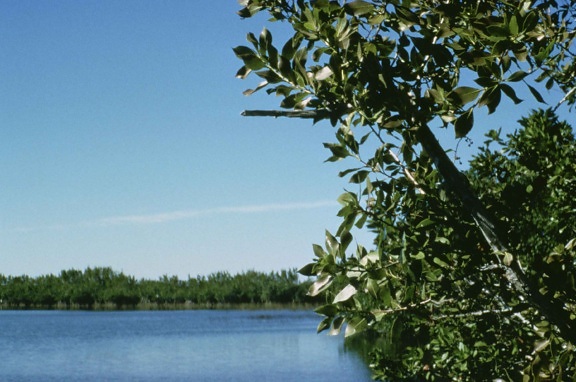 grün, Zweige, Vorder-, Fluss, Hintergrund