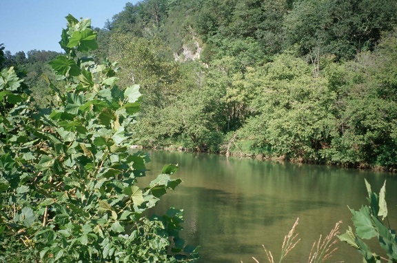 green, vegetation, reflected, river