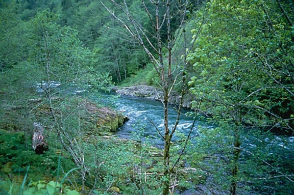 mountain, river, flowing, young, green, forest