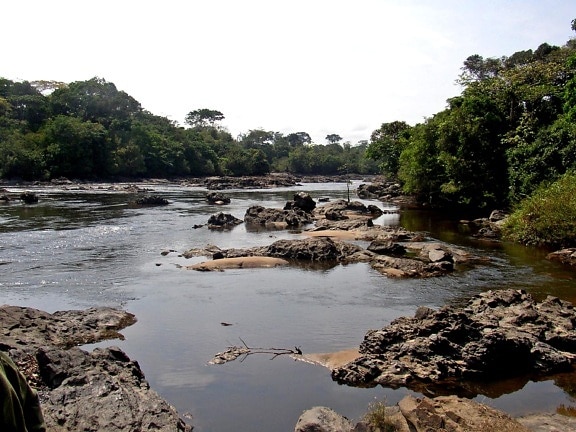 elva flyter okapi, fauna, reserve, nærhet, Epulu, den demokratiske republikken Kongo