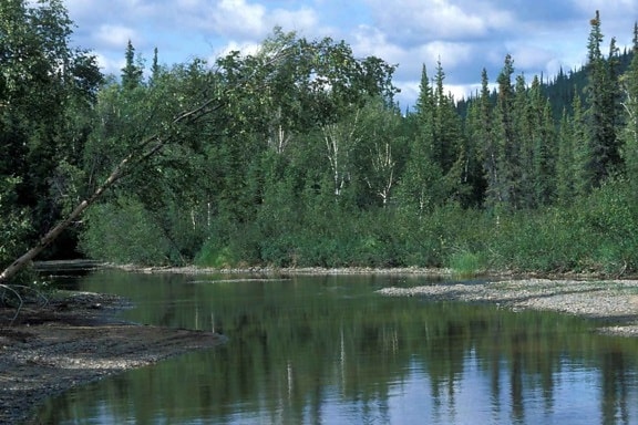 spruce, birch, forest, Kanuti, river