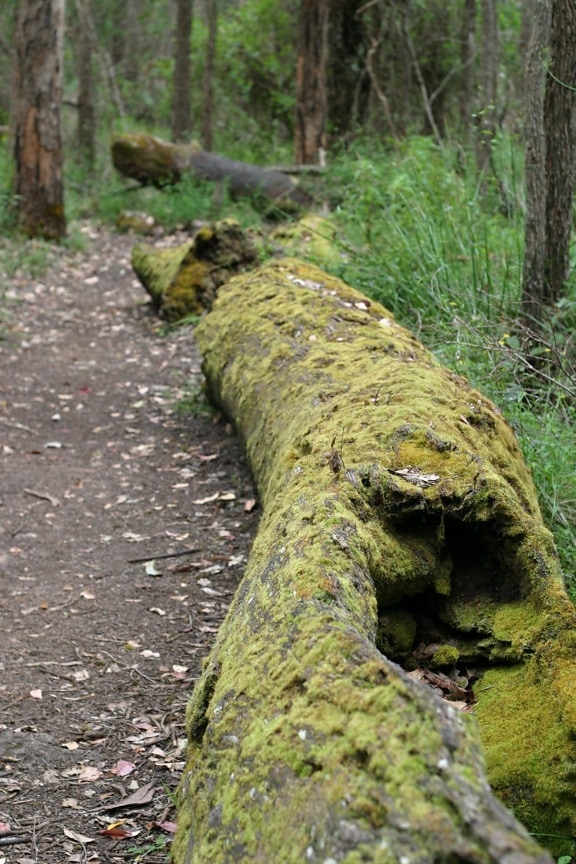 path, beside, mossy, log, porongurup