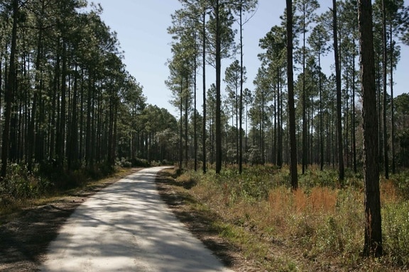 Road, pine, plantage