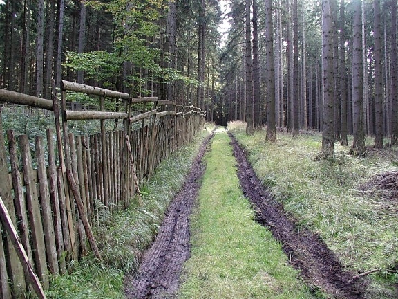 route, bois, clôture