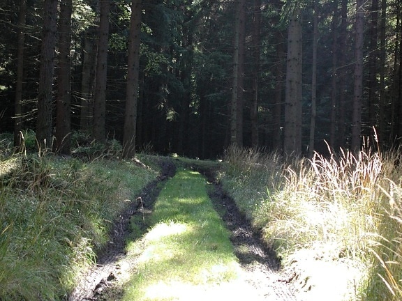 Road, trought, pădure