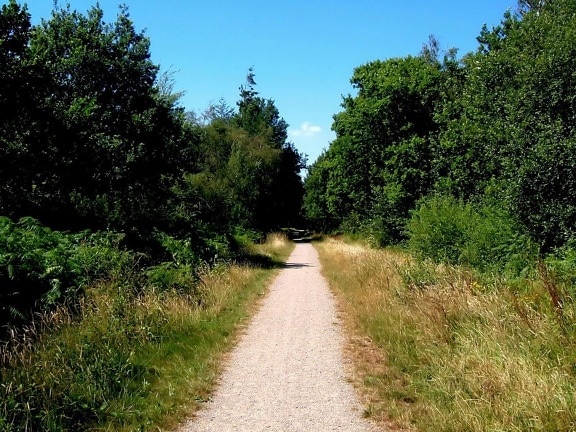 Trail, Waldweg, Wald, Sommerzeit