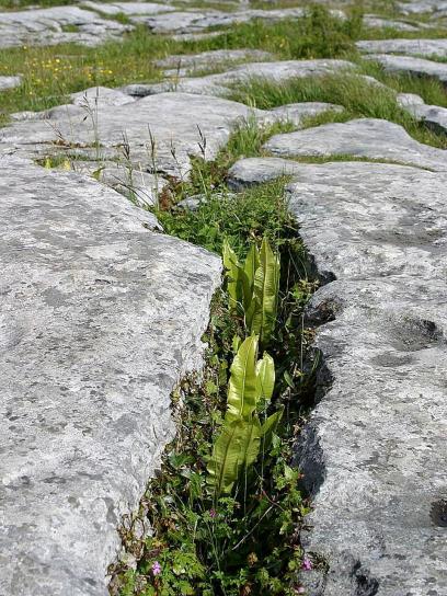 Burren, biljke, vapnenac, stijena