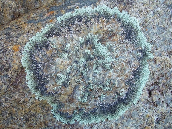 lichen, granite