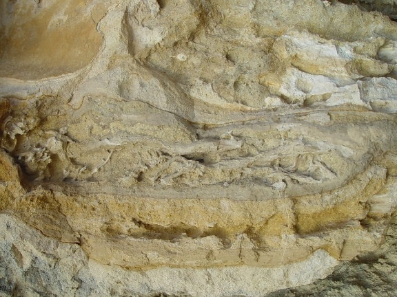 akar, fosil, batu kapur, seawall, batu, batu