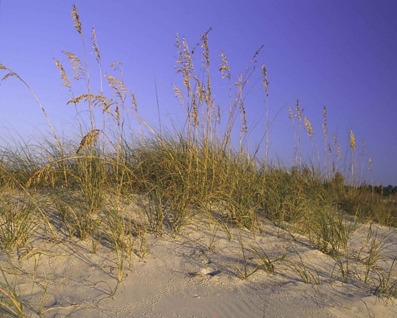 sand, dune, grass