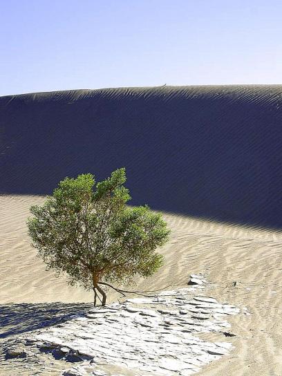 homok, a dűnék, a sivatagban, nap