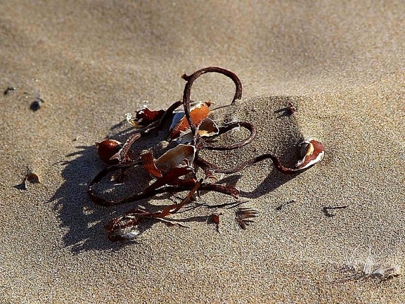 seaweed, sand, beaches