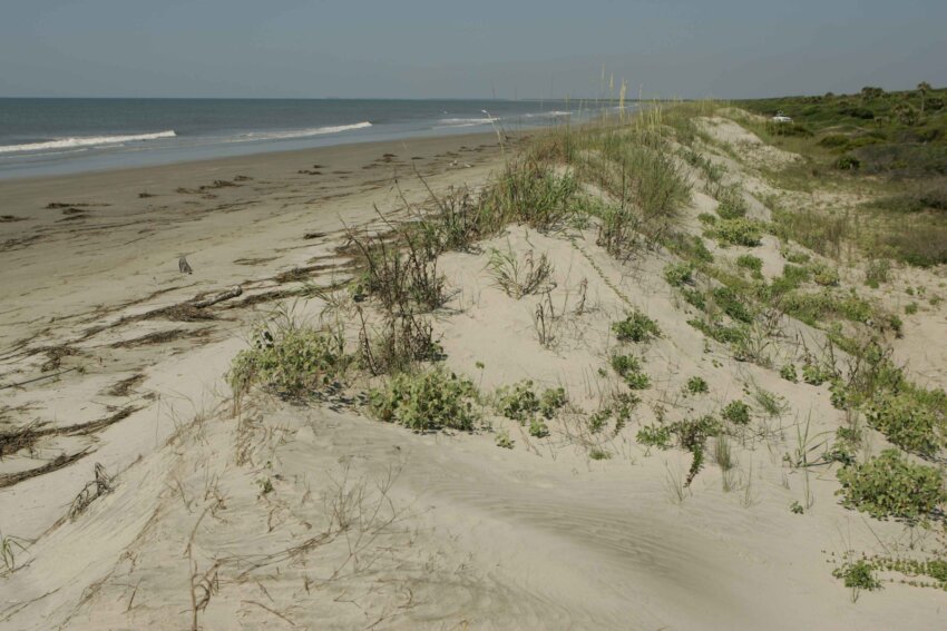 Free picture: dunes, bulls, island