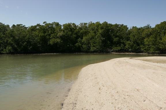beach, sand, dune, water, line, mangrove, trees