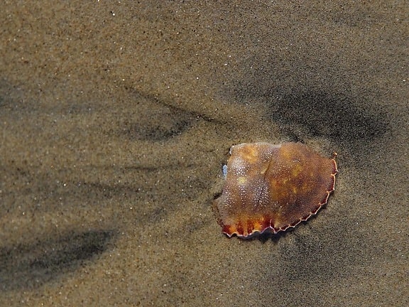 broken, crab, shell, silver, strand, beach, Coronado