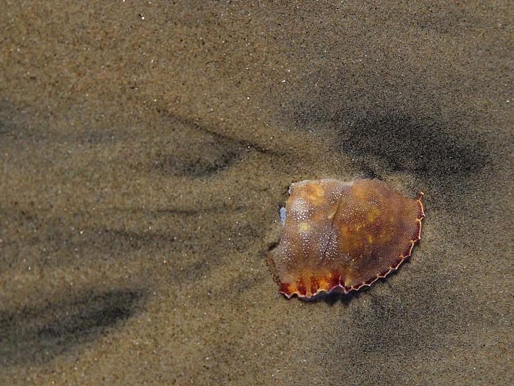 zlomený krab, shell, striebro, strand, pláž, Coronado