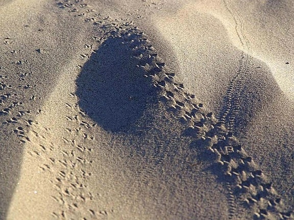 bugtracks, sand