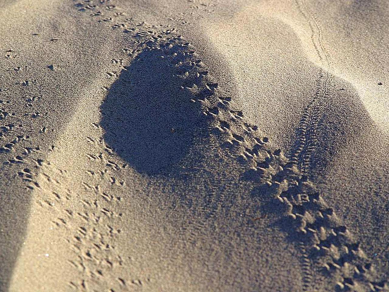 Следы на песке слушать. Следы на песке. Следы ящерицы на песке. Следы черепахи на песке. Следы на пляже.