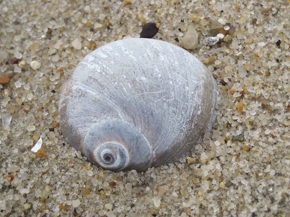 marine, snail, shells, shore, sand