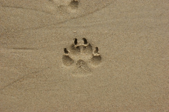 sable, footstep, animal, empreinte