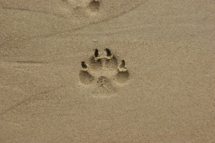 zand, voetstap, dier, voetafdruk