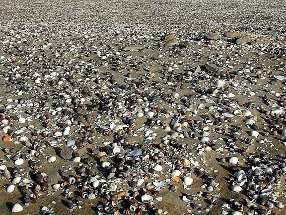 shells, beachs, sand