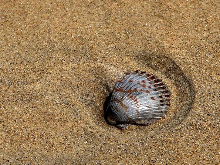 conchas, areia