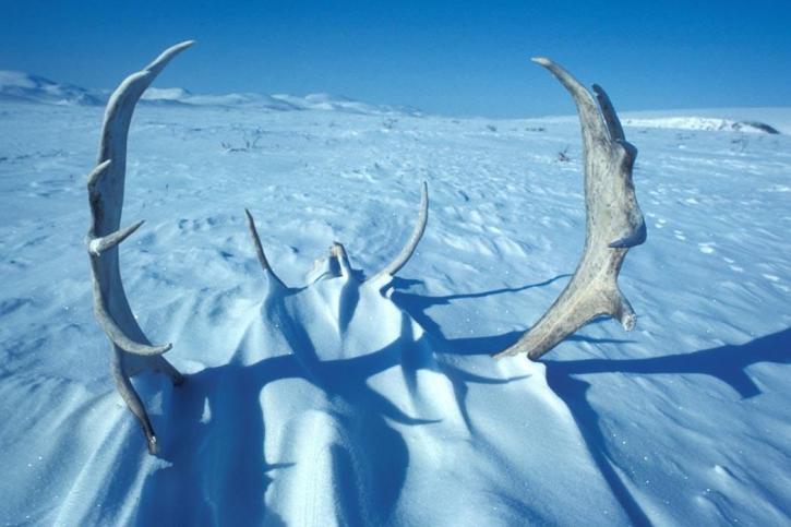 caribou, antlers, snow