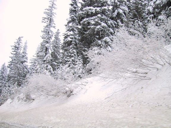 hillside, pine, trees, covered, snow