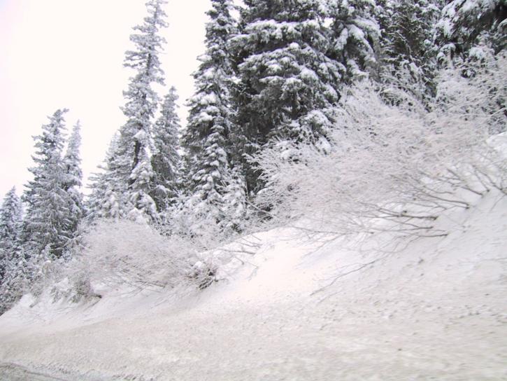 rinteellä sijaitseva pine, puita, katettu, lumi