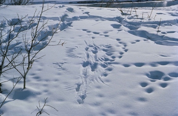 Predator, prey, aktivitet, footprints, djur, spår, snö