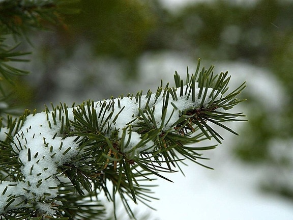 conifers, snow, snowy, evergreen, green leaves