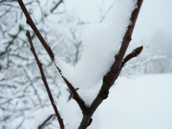 snow, branch