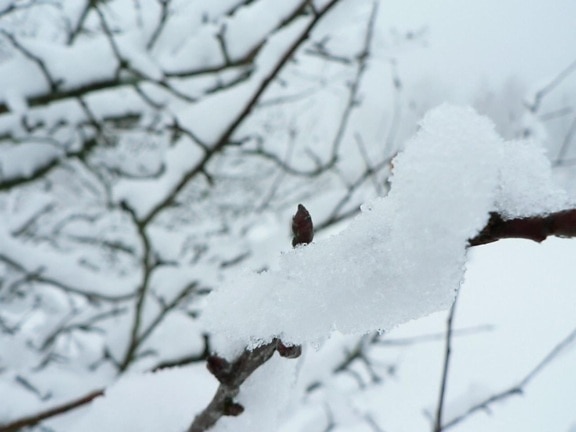 branch, sneeuw, ijs