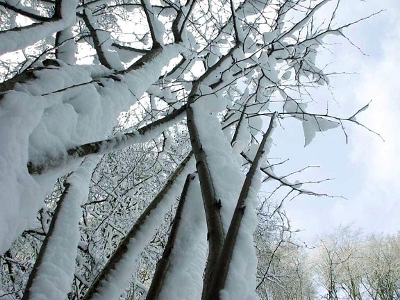 nieve, cubierto, rama, árbol