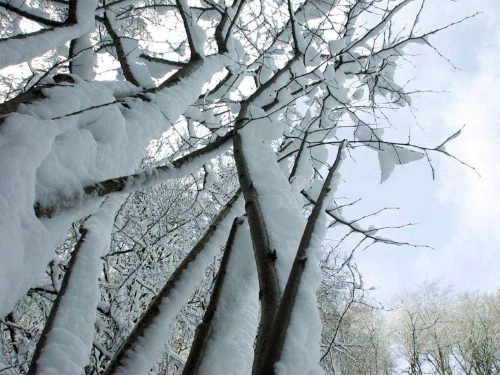 tertutup salju, cabang, pohon
