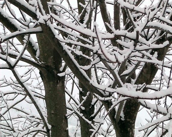 nieve, cubierto, ramas