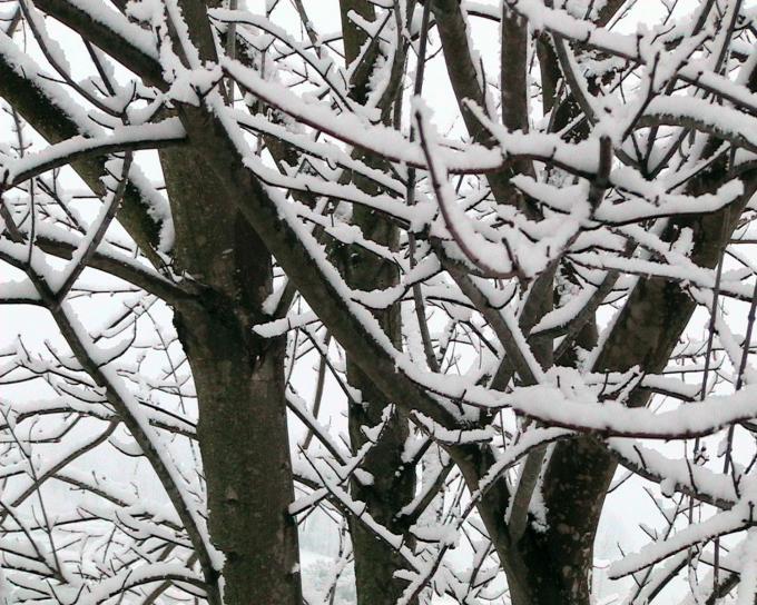neige, couvert, branches