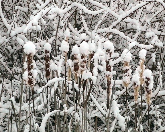 snow, covered, cattails