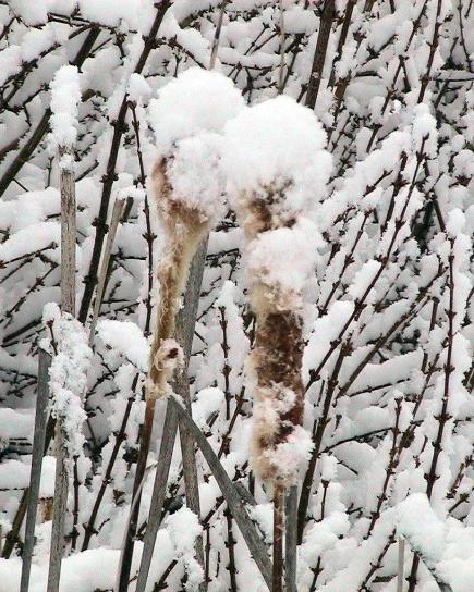 sněhem, cattails, rostliny