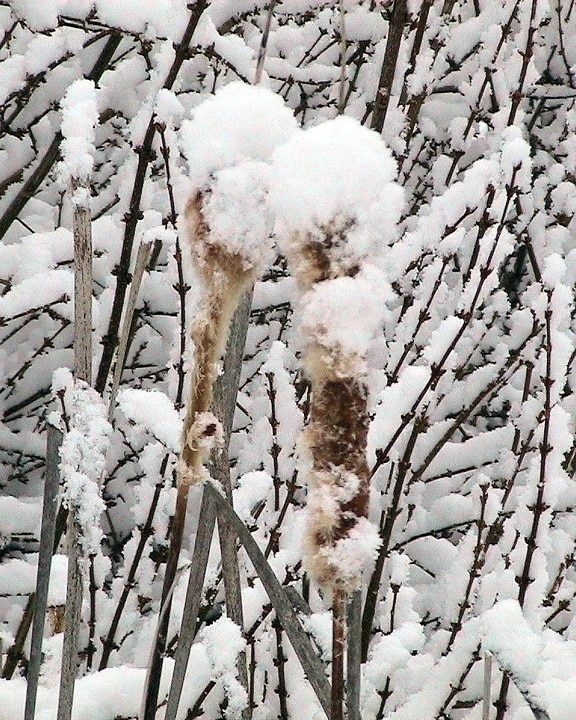 nieve, cubierto, cattails, plantas