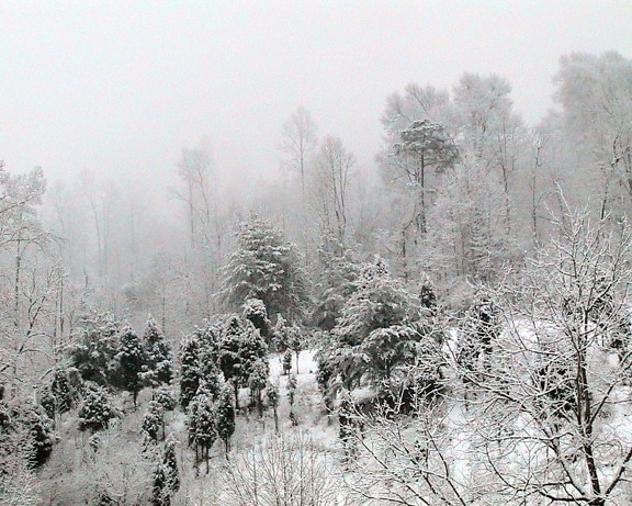nieve, cubierto, ladera, pequeños árboles de hoja perenne,